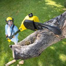 Professional  Tree Services in Winchester, NV