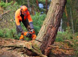 Best Tree Preservation Services  in Winchester, NV