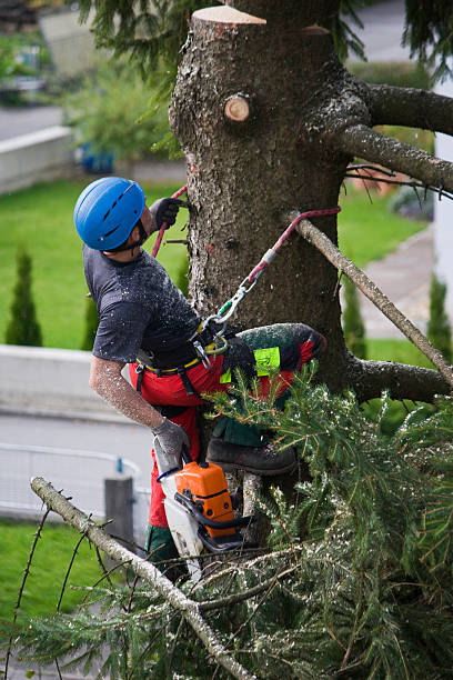  Winchester, NV Tree Services Pros