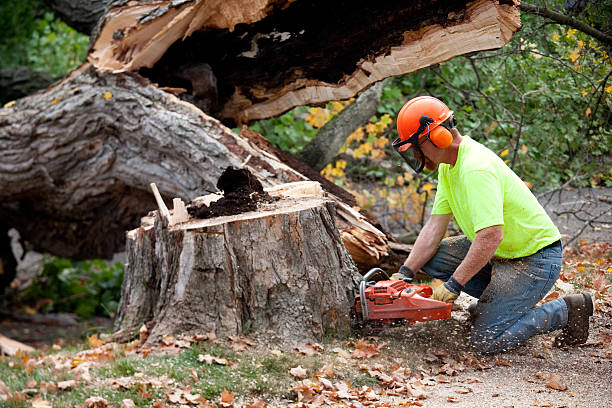 Seasonal Cleanup (Spring/Fall) in Winchester, NV