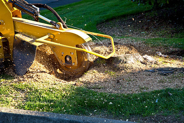 Why Choose Our Tree Removal Services in Winchester, NV?