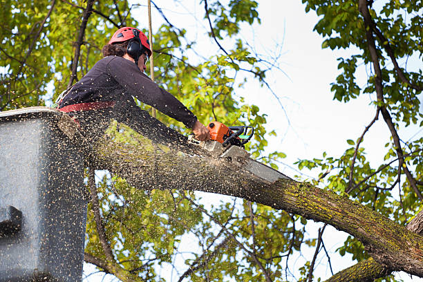 Best Leaf Removal  in Winchester, NV